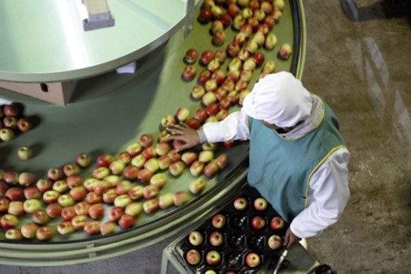 Food 2 apples, conveyor belt